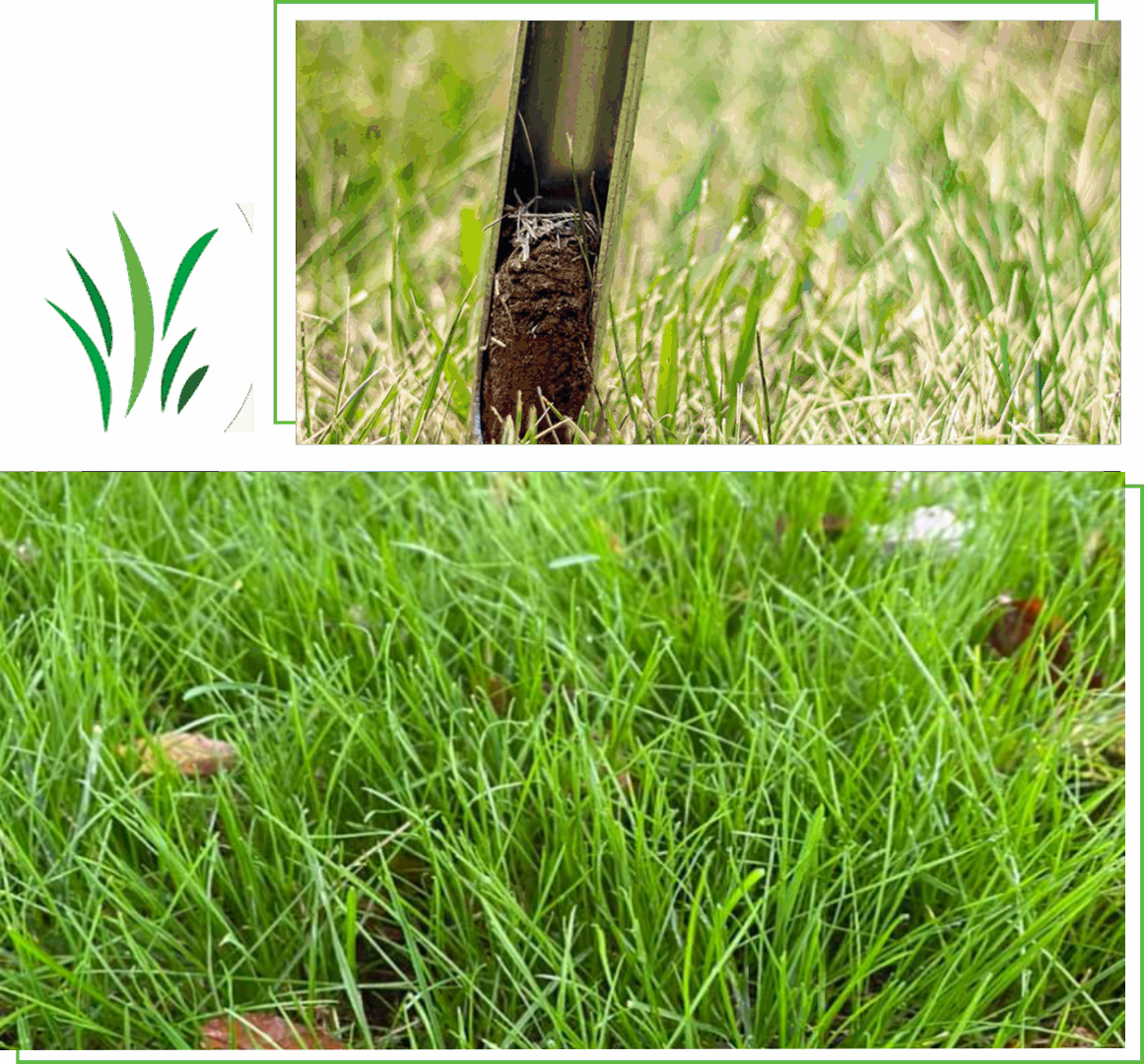 Close-up of green grass with a small patch of dried grass and some scattered leaves.